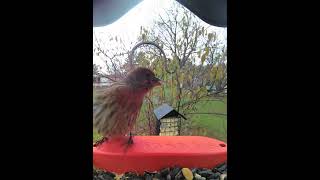 housefinch redbelliedwoodpecker birds wildbirdlife nature wildbirds birdspecies birdbuddy [upl. by Nnyltiak]