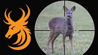 Roe Deer Hunt in Scotland [upl. by Nemrac]