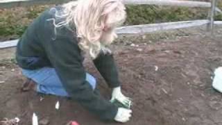 Planting Your Bareroot Peony [upl. by Marks15]