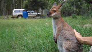 Red necked Wallaby Neck Massage [upl. by Thurmann856]