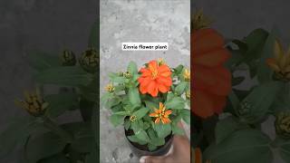 Zinnia flower plant  potting of zinnia plant 🌱🌻 [upl. by Nerro]