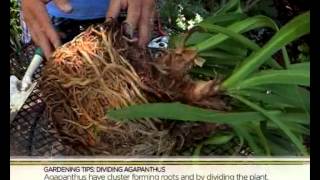 Garden Tips Dividing Agapanthus 6032014 [upl. by Charissa470]