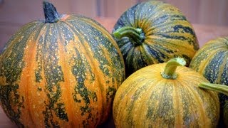 Kakai Hulless Pumpkin Harvest amp Seed Drying [upl. by Miarhpe43]