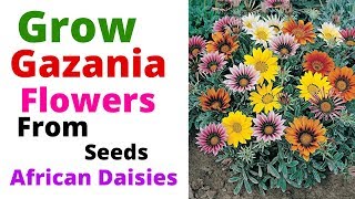 Gazania  Grow Gazania Flowers From Seeds  African Daisies [upl. by Terr]