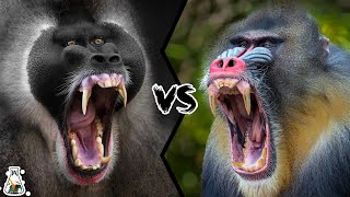 Drill vs Mandrill  Who Is The Monkey King [upl. by Adnirim]