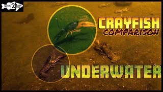 Comparing Crawfish Bass Baits to Live Crawfish UNDERWATER [upl. by Hepsoj]