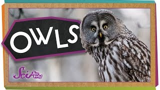 Who Knew Amazing Owl Facts [upl. by Castora134]