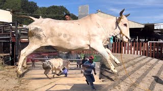 SAPI NGAMUK TURUN DARI TRUK TRAGEDI SASI SURO ‼️🔥🔥🔥 [upl. by Brockwell906]