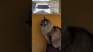 husbandwifetamilcomedy entertain cat catlover funny catvideos catshorts cats [upl. by Kattie]