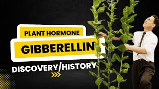 Gibberellin Plant Hormone  Discovery and Historical Background  Discovery of Gibberellin [upl. by Notnerb]