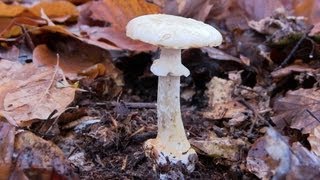 Der KnollenblätterpilzTödlich Giftiger PilzPilze sammelnDer Killer PilzKiller MushroomGiftig [upl. by Carmelita]