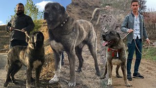 Ã‡APAR KANGAL MEYDANCI DEV GARÄ°P SOYU  KIRIKKALELÄ° KAMÄ°L DUMAN VE Ã‡OBAN KÃ–PEKLERÄ° KANGAL KIRMASI [upl. by Lashoh]