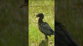 Anhinga bird useingnikonb700camera wildlife [upl. by Ibby]