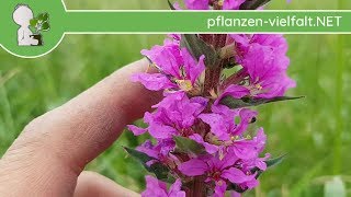 Gew Blutweiderich  Ganze Pflanze  030618 Lythrum salicaria  Essbare Wildpflanzen bestimmen [upl. by Porta]