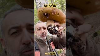 Cèpe GÉANT  Boletus XXL  ⭐️ A Bottani cepes nature asmr shorts [upl. by Kolnick]