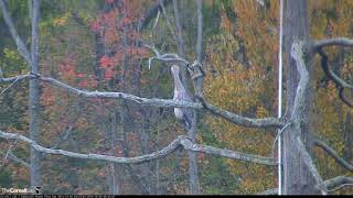 Great Blue Heron Uses Long Neck To Preen In Sapsucker Woods – Oct 9 2019 [upl. by Atinaujnas]