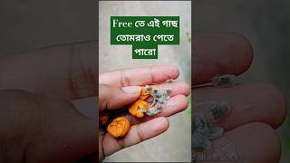 Free তে পেয়ে যাও Passion Flowerplanthunt budget passionflower freeplant easyplanter gardening [upl. by Bonny]