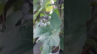 Talong dalandan😊 ASMR gardeningvideos [upl. by Anial]