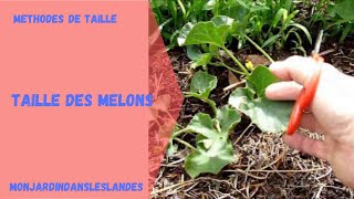 Taille des melons  Monjardindansleslandes [upl. by Briney]