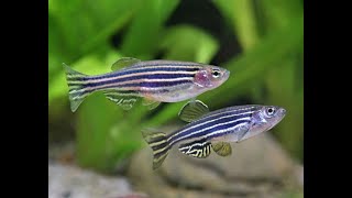 Zebra Danio  The MOST UNDERRATED Schooling Fish [upl. by Narual59]