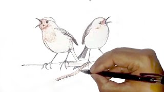 European Robin  Drawing  How to draw Robin birds [upl. by Miki]