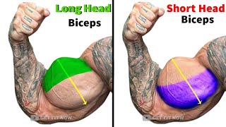 TOP 6 BICEPS LONG HEAD SHORT HEAD BRACHIALIS WORKOUT  Get Fit Now [upl. by Auqinaj27]