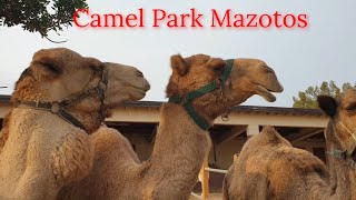 Camel Park Mazotos Cyprus in the winter [upl. by Prosper868]