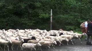 transhumance Ariège [upl. by Ahtibbat]