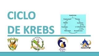 BIOQUÍMICA  Asesoría CICLO DE KREBS [upl. by Aneela]