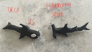 OrcaKiller Whale Vs HammerHead Shark [upl. by Leahcimnaes]