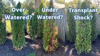 Are my arborvitaes dying Signs of over watering under watering and transplant shock [upl. by Aisyat]