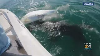 Massive Hammerhead Shark Rips Tarpon Out Of Fishermans Hands [upl. by Krishnah]