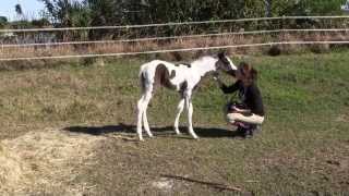 New foal Ellie 4 days old running and playing 18Jan14 [upl. by Nednarb325]