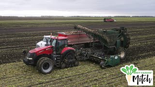 Sugar Beet Harvest on a Family Farm [upl. by Nadabus]