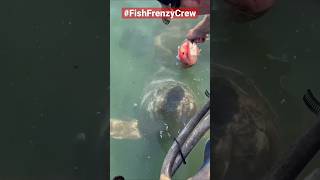 Feeding a giant grouper by hand is still mind blowing to me 🐟🔥shortsviral fishingboat fish food [upl. by Newcomer739]