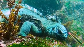 Go Underwater With Marine Iguanas  Virtual Expeditions  Lindblad Expeditions [upl. by Yelrihs372]