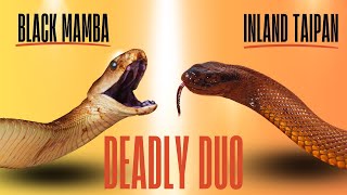 The Black Mamba versus The Inland Taipan  Deadly Snake Duel naturelovers wildlife snake [upl. by Esther606]