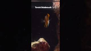 Quick Marine Fish Showcase fishtank aquariumlife fish aquarium liveaquaria [upl. by Enirol505]