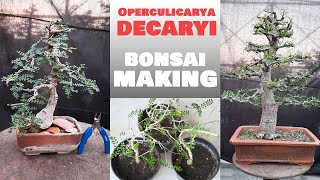 Growing the Elephant Tree Operculicarya decaryi  Bonsai ideas [upl. by Olegna]