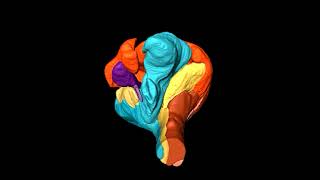 Heliconius Butterfly Brain [upl. by Nero]