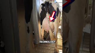 Fully automated milking machine 😱 shorts oddlysatisfying [upl. by Aicinod315]