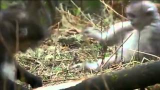 Baby snub nosed monkey having temper trantrum [upl. by Beaulieu]