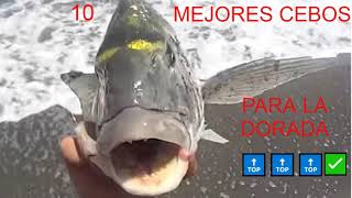 ✅🔝LOS 10 MEJORES CEBOS PARA PESCAR DORADAS SURFCASTING🎣PESCA SURFCASTING 2020 FISHING TIME🎣 [upl. by Nahtaneoj700]