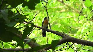 Calls of Tickells blue flycatcher recorded in hotel area at pench Turia we visited with family [upl. by Lenroc]