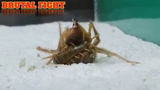 CAMEL SPIDER VS CENTIPEDE [upl. by Sahc410]