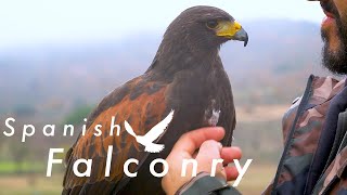 The beautiful tradition of Falconry  Nature Documentary [upl. by Dunson115]