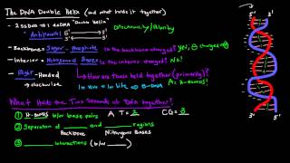 DNA Structure  The DNA Double Helix [upl. by Putscher]