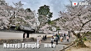 2024 Cherry blossoms at Nanzenji Temple Kyoto Japan  4K Walking [upl. by Joappa]