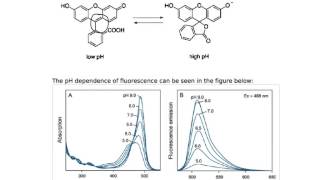 Fluorescence and Quantum Efficiency [upl. by Osugi75]