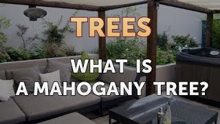 What Is a Mahogany Tree [upl. by Yekram]